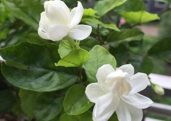 盆栽茉莉花怎么施肥，做好五點(diǎn)就能生長(zhǎng)郁郁蔥蔥