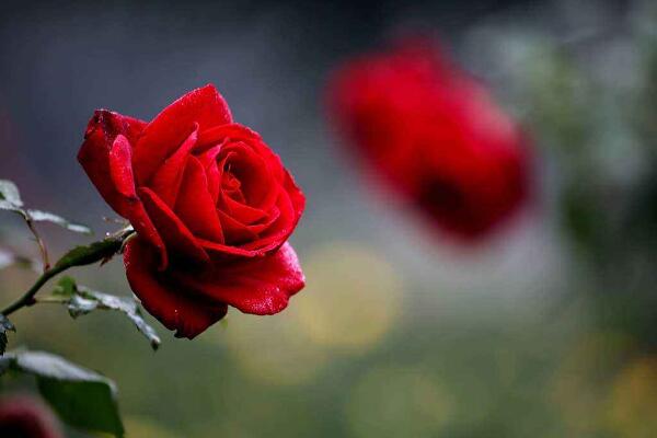 盆栽月季可以淋雨嗎，月季淋雨的四大好處