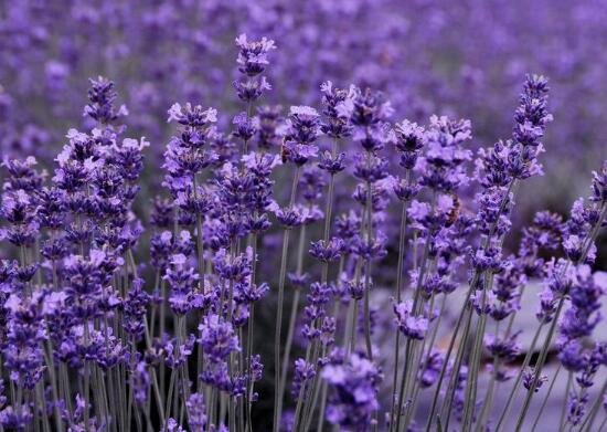 薰衣草代表什么意思，薰衣草花語是什么/等待愛情