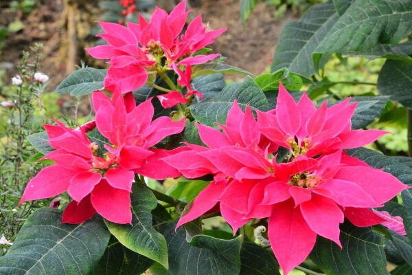 一品紅好養(yǎng)嗎，老農(nóng)總結(jié)一品紅養(yǎng)殖5大要點