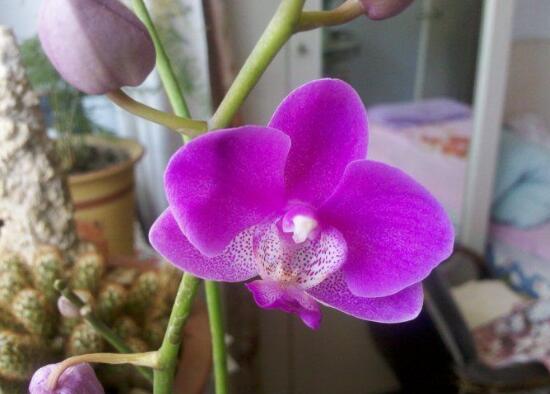 蝴蝶蘭什么時候開花，蝴蝶蘭一年開幾次花