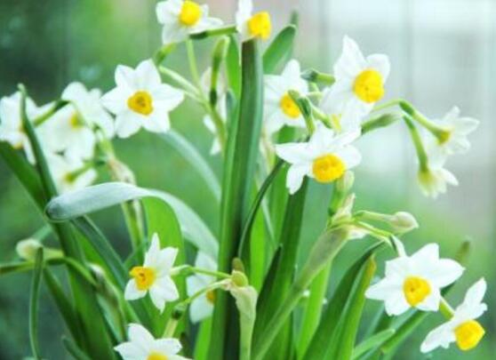 水仙花什么季節(jié)開(kāi)花，水仙花花期在冬季開(kāi)放