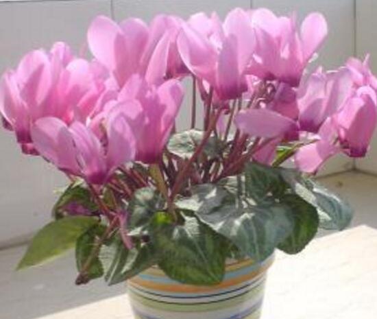 仙客來的風(fēng)水作用，仙客來的功效與作用