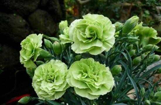 康乃馨為何葉子尖黃，康乃馨葉子發(fā)黃怎么辦