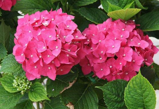 繡球花只長葉子不開花，做好四點解決辦法便花開爆盆