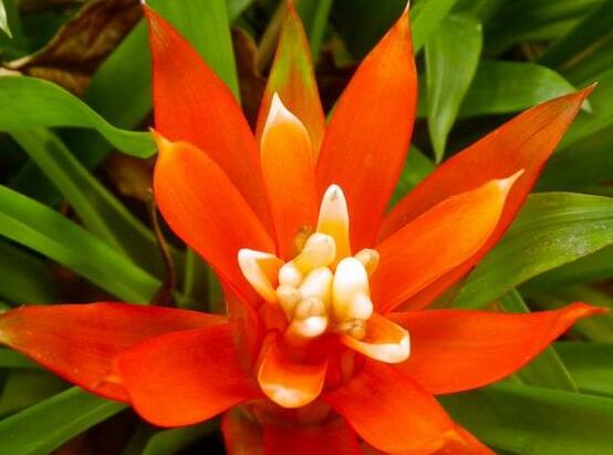 鴻運(yùn)當(dāng)頭會(huì)開(kāi)花嗎，鴻運(yùn)當(dāng)頭養(yǎng)殖2-3年會(huì)開(kāi)花