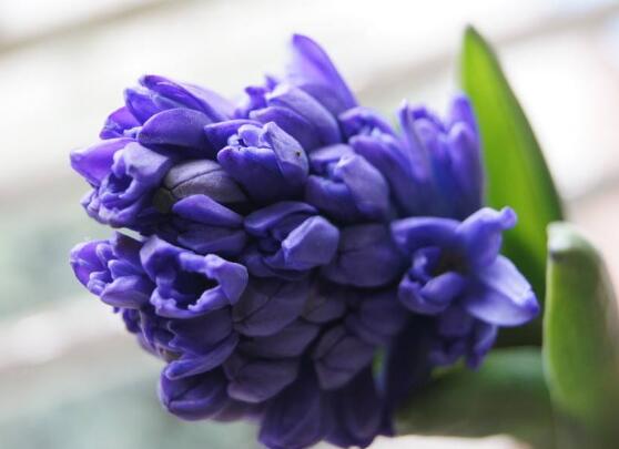 風(fēng)信子的花語，點(diǎn)燃生命之火，永遠(yuǎn)的懷念