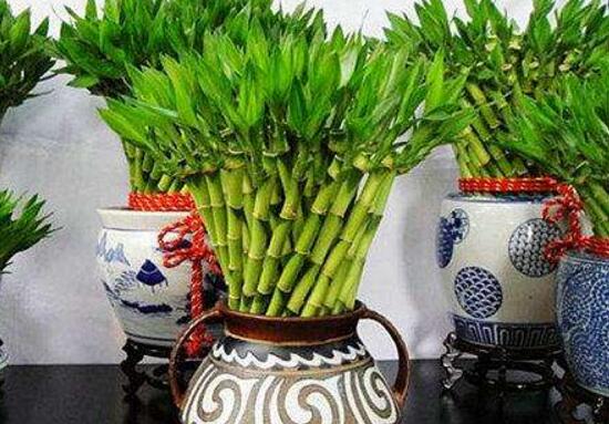 富貴竹有什么好處，富貴竹的功效與作用