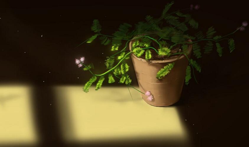 含羞草葉子干了怎么辦，及時(shí)查看是否有病蟲(chóng)害