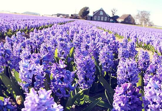 風(fēng)信子的功效及作用，緩解疲勞、提煉精油