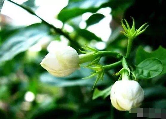 茉莉花爛根怎么救，茉莉花爛根解救辦法