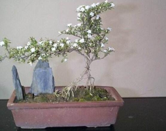 六月雪什么品種好，盤點六月雪最好的三個種類(陰木/金邊/山地)