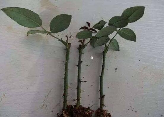 玫瑰花怎么扦插，玫瑰花扦插方法