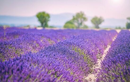 薰衣草施什么肥好，薰衣草施肥方法
