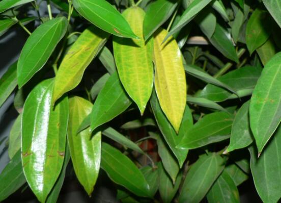 平安樹發(fā)黃脫落怎么辦，平安樹養(yǎng)殖方法與技巧