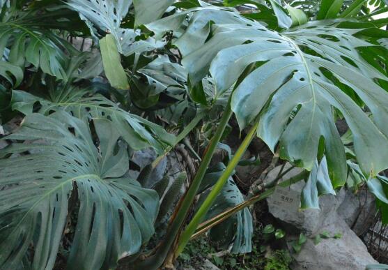 龜背竹怎么養(yǎng)，龜背竹養(yǎng)殖方法