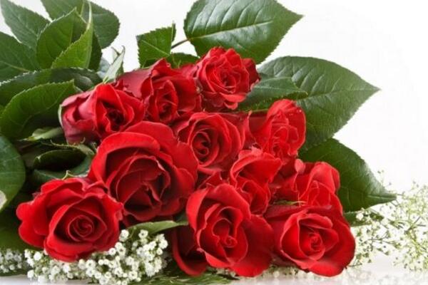 玫瑰花送幾朵代表什么，求婚首選99朵玫瑰花