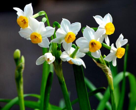 仙花的栽培技術(shù)，擇八厘米以上鱗莖/疏松透氣土壤與紫砂盆