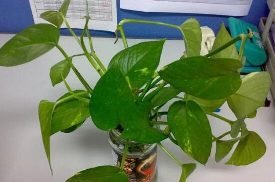 綠蘿發(fā)黃是什么原因，綠蘿葉子發(fā)黃怎么辦