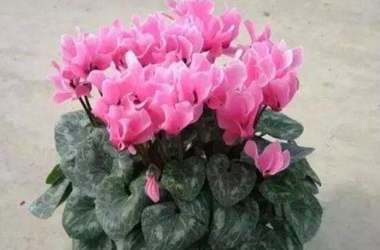 仙客來爛根怎么辦，仙客來爛根處理方法