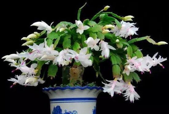 蟹爪蘭一年開幾次花，蟹爪蘭花語是什么