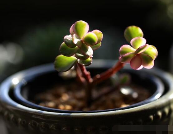 雅樂(lè)之舞的用途，盤(pán)點(diǎn)最實(shí)用四種價(jià)值