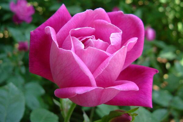 月季花冬季要怎么養(yǎng)，安全過(guò)冬的5大要點(diǎn)