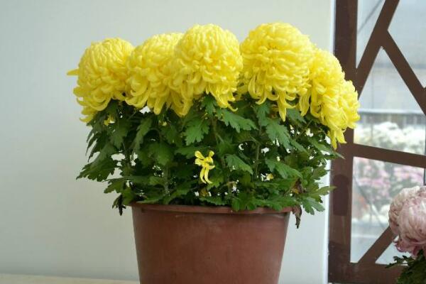 盆栽菊花的養(yǎng)殖方法，5步教你養(yǎng)好菊花