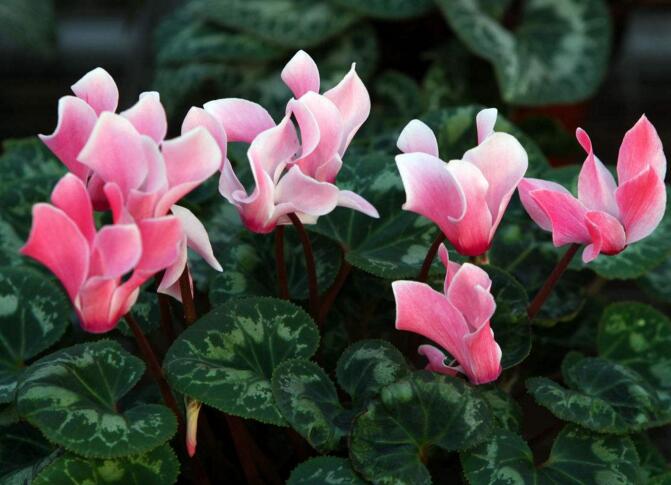 仙客來球莖爛還能活嗎，可以活/但是要注意這3個(gè)方面