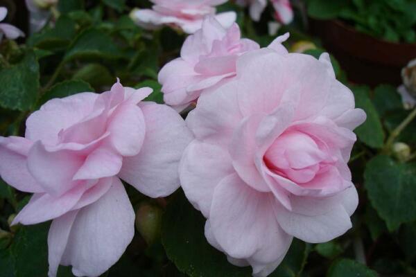 天竺葵對(duì)人有害嗎，株體有毒，氣味有益