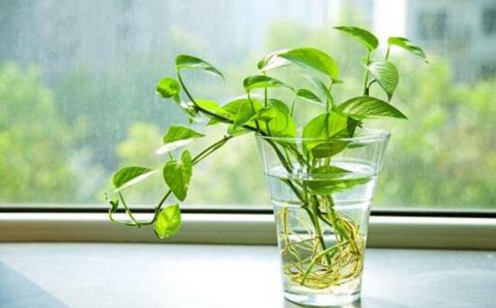 綠蘿的風(fēng)水作用有哪些，綠蘿的功效與作用