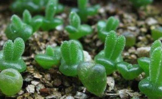 碧光環(huán)多肉怎么養(yǎng)，注意土壤透氣性、控水控溫度