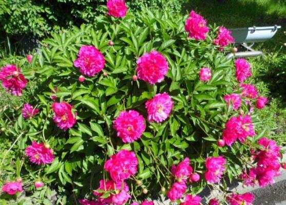 芍藥花能美容嗎，能/美容養(yǎng)顏、舒緩心情