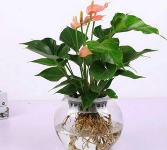 一帆風順可以水培嗎，一帆風順水培養(yǎng)殖方法