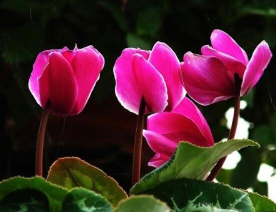 仙客來夏季的養(yǎng)殖方法和注意事項，只需注意五個要點(安然度夏)