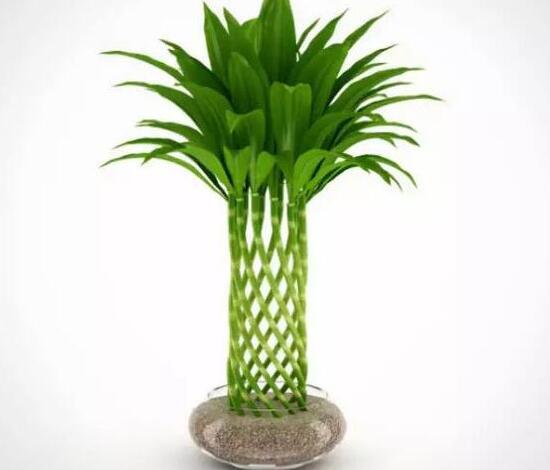 富貴竹施肥用什么肥料，富貴竹施什么肥好