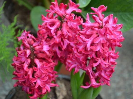 風(fēng)信子的水培方法，簡(jiǎn)單易學(xué)的四大水培基本步驟