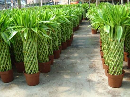 富貴竹有毒嗎，富貴竹可以放在臥室嗎