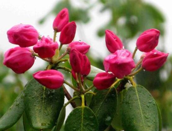 杜鵑花花后怎么修剪，老農(nóng)教你五大基本要點