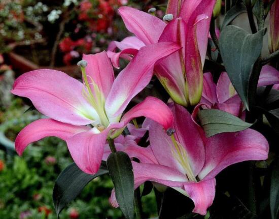 哪種百合花最香，白、黃、粉、狐尾百合香飄四溢