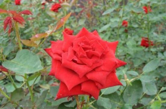 月季花有毒嗎，月季花可以吃嗎(無(wú)毒可食用)