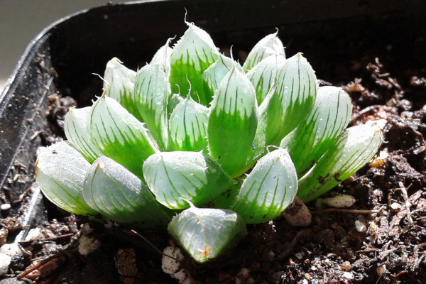 大型玉露怎么養(yǎng)，澆水灌溉需定時(shí)定量