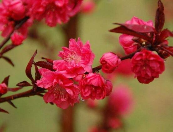 為什么說海棠花不吉利，純屬一種迷信謠言(無科學(xué)依據(jù))