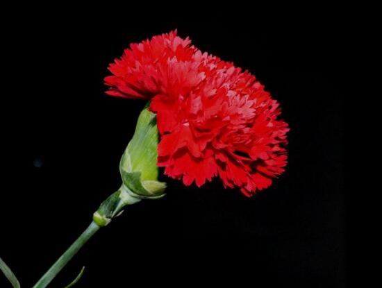 紅色康乃馨代表什么，是對母親的愛、感激和祝福