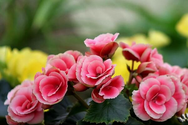 海棠花開的季節(jié)，春夏兩季開放（2個月花期）