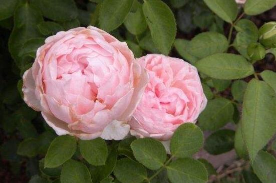 藤本月季的主要品種，盤點(diǎn)八大最美麗的品種