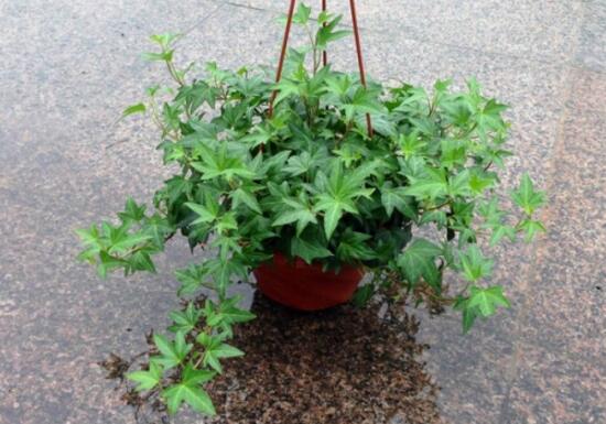 常春藤怎么澆水，常春藤多久澆一次水