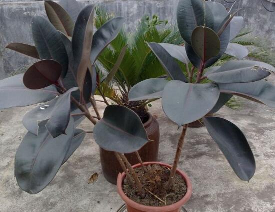 橡皮樹對人身體有害嗎，橡皮樹的作用和功效