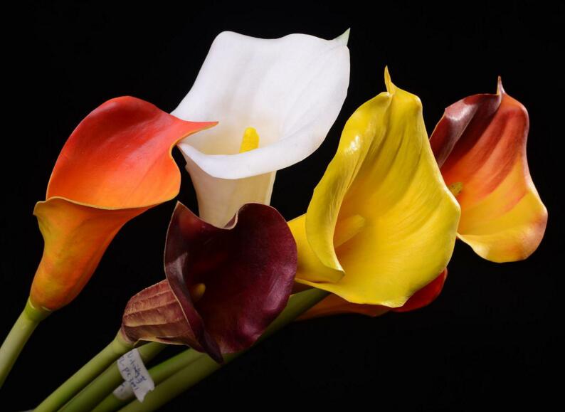 馬蹄蓮花語是什么意思，幸福純潔的象征