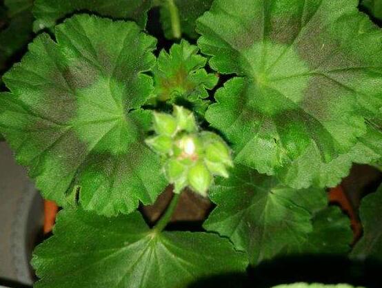 天竺葵花苞干枯怎么辦，老農(nóng)總結(jié)三種最常見解決方法